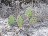 Opuntia nitens