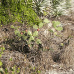 Opuntia nitens in habitat