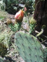 Opuntia occidentalis, San Dimas, CA