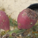 Opuntia ochrocentra, fruit
