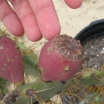 Opuntia ochrocentra, fruit