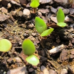 Opuntia ochrocentra, seedlings