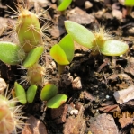 Opuntia ochrocentra, seedlings