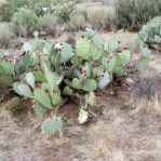 Opuntia orbiculata, Congress, AZ