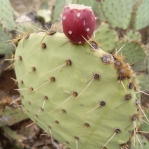 Opuntia orbiculata, Congress, AZ