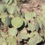 Opuntia oribculata, Tumamoc Hill, Tucson, AZ