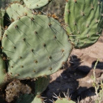 Opuntia oribculata, Tumamoc Hill, Tucson, AZ