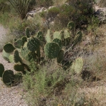 Opuntia oribculata, Catalina Rd, Tucson, AZ