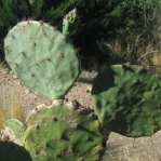 Opuntia orbiculata spineless variant (dillei), San Angelo, TX