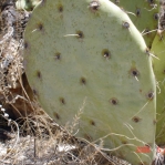 Opuntia orbiculata, Artesia, NM