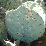 Opuntia orbiculata, Aguirre Springs, NM