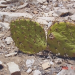 Opuntia orbiculata, Artesia, NM