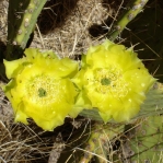 Opuntia orbiculata, flower, Guadalupe Mts National Park, TX