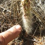 Opuntia orbiculata, hairy seedling, Wickett, TX
