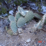 Opuntia orbiculata, late winter, hills above Albuquerque, NM