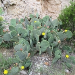 Opuntia orbiculata, Mineral Wells, TX, Ron Breer