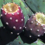 Opuntia orbiculata, fruit