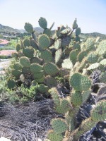 Opuntia oricola, in habitat, Camarillo, CA