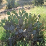 Opuntia oricola, old cladodes turning brown/gray