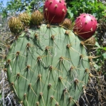 Opuntia oricola, with buds and fruit, Camarillo, CA