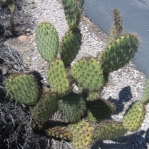 Opuntia oricola, vegetative growth, Camarillo, CA