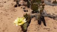 Opuntia phaeacantha, AZ, Chris Ginkel