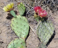 Opuntia phaeacantha (L) with rare pink-flowered O. tortispina