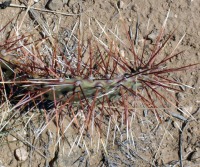 Opuntia phaeacantha, Tremontina, NM