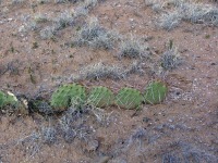 Opuntia phaeacantha, NM