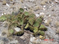 Opuntia phaeacantha, near Carrizozo, NM