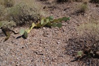 Opuntia phaeacantha, Tucson, AZ