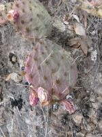 Opuntia phaeacantha, Carter Lake, CO