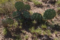 Opuntia phaeacantha, NM