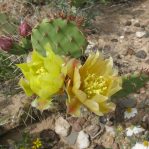 1_opuntia-phaeacantha-flowers-los-lunez-djf