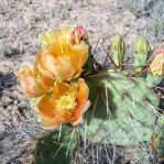 1_opuntia-phaeacantha-flowers-pecos-texas-djf