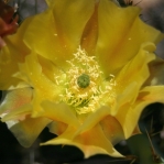 Opuntia phaeacantha, flower, garden cultivar