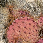 Opuntia phaeacantha, cold stress color