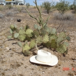 Opuntia phaeacantha, Wickenburg, AZ