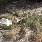Opuntia phaeacantha, Espanola, NM