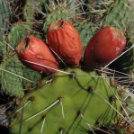 Opuntia phaeacantha fruit, Socorro, NM