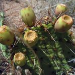 Opuntia phaeacantha fruit, Tierra Grande, NM