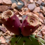 Opuntia phaeacantha fruit, Miguel Hector