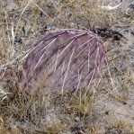 Opuntia phaeacantha, north central NM