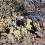 Opuntia phaeacantha, Mts east of Albuquerque, NM