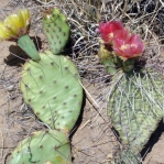 Opuntia phaeacantha (L) with rare pink-flowered O. tortispina