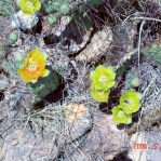 Opuntia phaeacantha, Albuquerque, NM