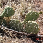 Opuntia phaecantha, Tremontina, NM