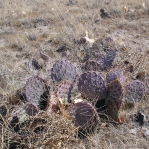 Opuntia phaeacantha, northern AZ