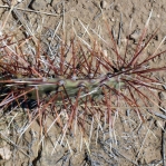 Opuntia phaeacantha, Tremontina, NM