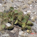 Opuntia phaeacantha, near Carrizozo, NM
